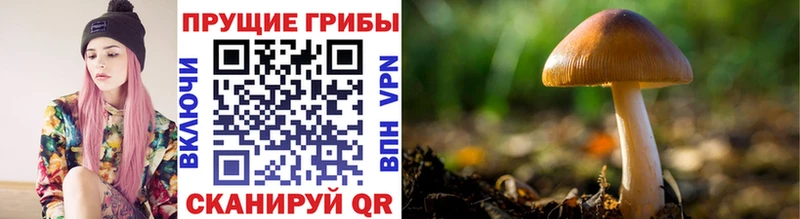 Галлюциногенные грибы GOLDEN TEACHER  ОМГ ОМГ   Боготол 